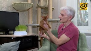 Абиссинские кошечки. Всё о породе, как содержать и ухаживать?