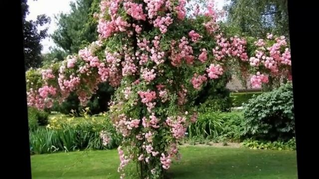 Каскадные цветы в дизайне сада смотреть онлайн