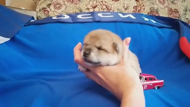 В нашем питомнике малыши сиба. смотреть онлайн