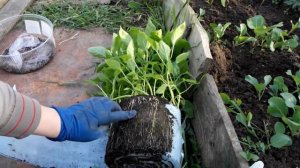 Как высадить рассаду на грядку. Рассада из улиток.