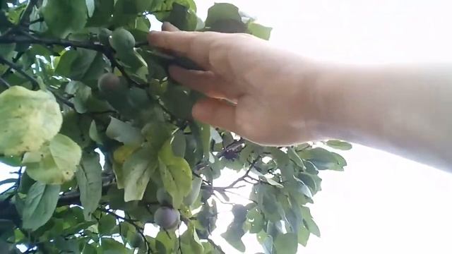 Сколько вишни я собрала с одного дерева смотреть онлайн