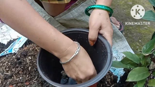 Calathea Louisae Plant/Louisae Poting/soil Mix#viralvideo #gardening #gardening #lovelyflowers