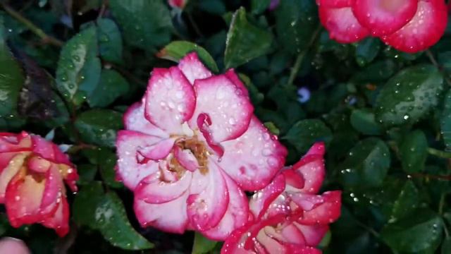 "МАМА, Я ЛЕЧУ К ТЕБЕ " , Елена Мутовкина ( Давыденко). смотреть онлайн