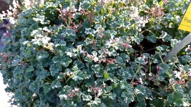 Пеларгонии в Ботаническом саду Эрлангена в Германии. Pelargonium. Botanical Garden Erlangen Germany