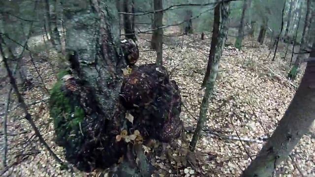 Сувель!!! (нарост на березе) смотреть онлайн