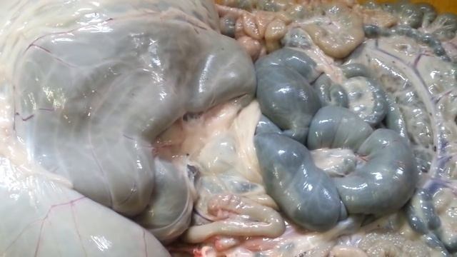 Кишки Барана,Слабонервным и детям не смотреть 18+ смотреть онлайн