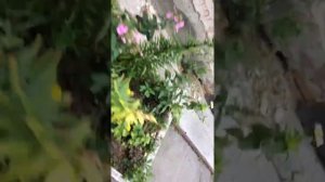 Школьники убили голубя