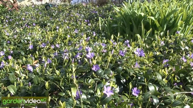 Groundcover Vinca minor in full bloom (dwarf periwinkle) смотреть онлайн