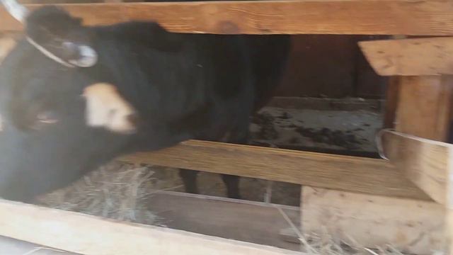 Молочная корова?смотри на уши😜#коровы #сиыр #cow #cowvideo#молочныекоровы