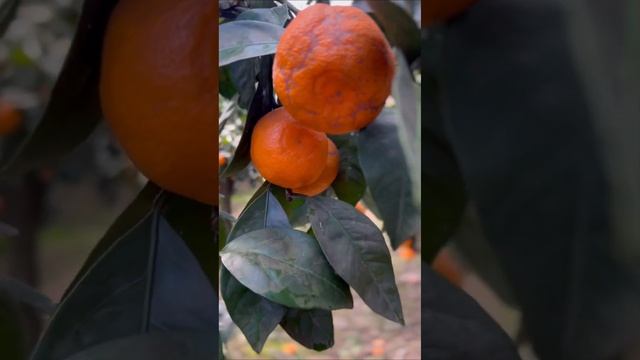 Мандариновый сад. ——————————————— #abh #абхазия #orange #fruit #garden #paradise #nature смотреть онлайн