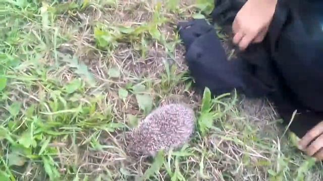 Нашли маленького ёжика у дороги☺?Очень милый ёжик!!!))) смотреть онлайн
