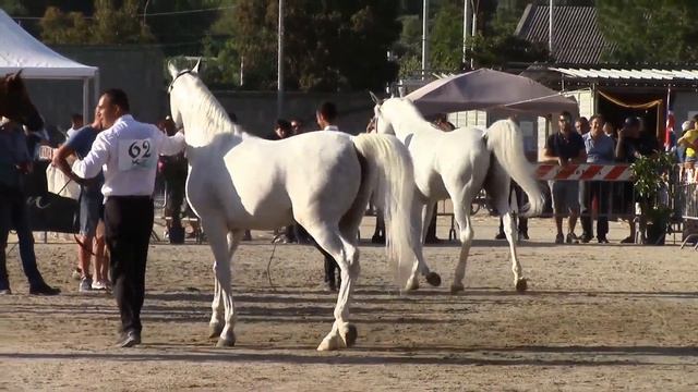 АРАБСКИЕ СКАКУНЫ-СИЦИЛИЯ-2017 смотреть онлайн