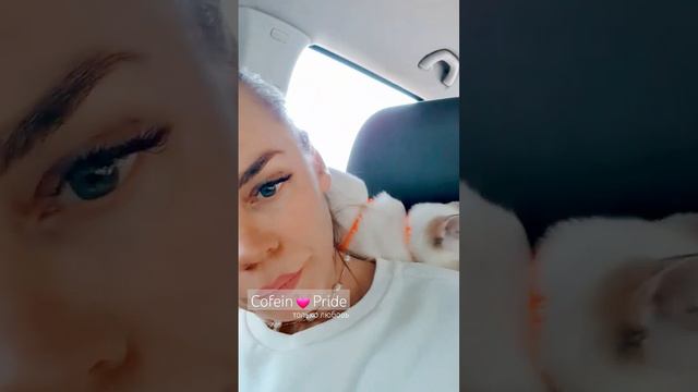 Меконг бобтейл 💓 питомник Кофеин Прайд #меконгскийбобтейл #тольколюбовь +79266507630 смотреть онлайн
