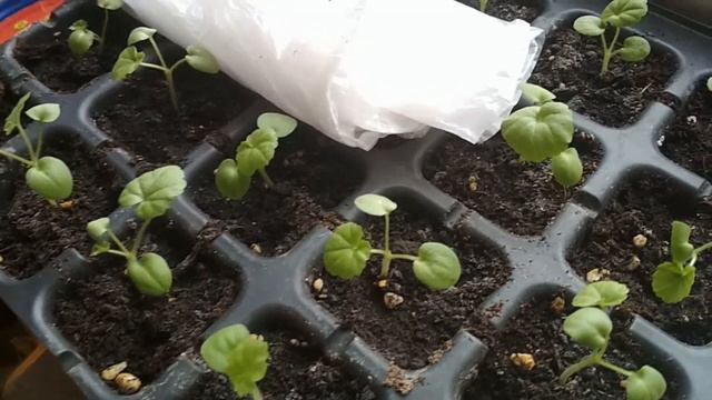 Посев семян герани (пеларгонии) зимой в домашних условиях.//Sowing geranium (pelargonium) seeds)//. смотреть онлайн