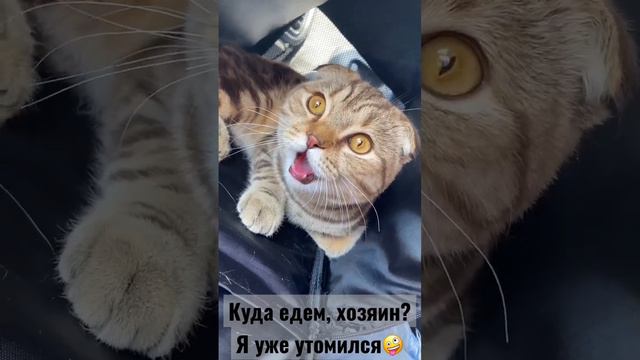 Куда едем, хозяин? 🤪 Я уже утомился🤪🤪🤪 смотреть онлайн