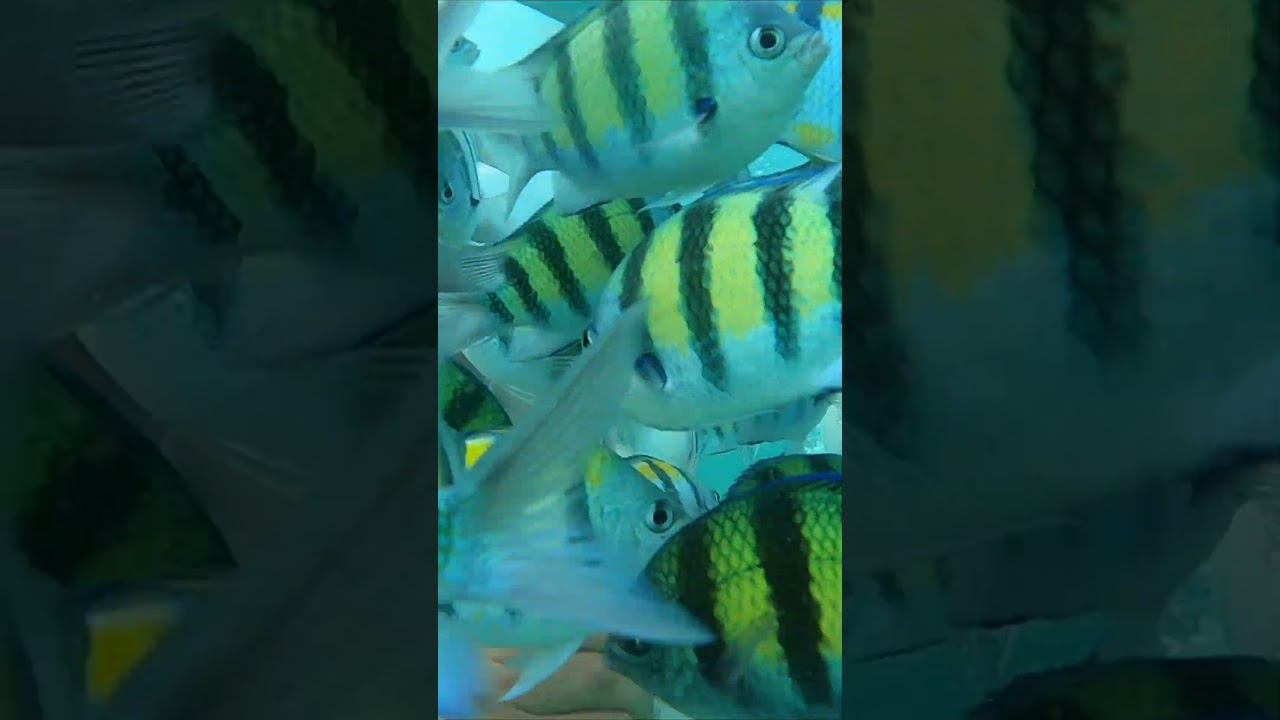 Сoral isl., Thailand смотреть онлайн