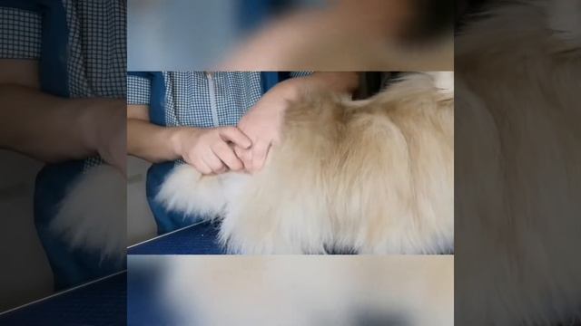 Видео-уроки4 с комментарием бесплатно по стрижке хвоста у шпица по форме пера-шарика смотреть онлайн
