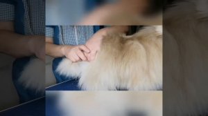 Видео-уроки4 с комментарием бесплатно по стрижке хвоста у шпица по форме пера-шарика