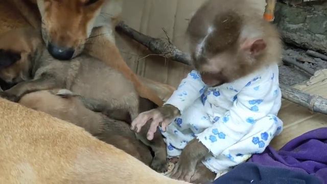 собака родила мартышку (судя по всему) и щенят смотреть онлайн