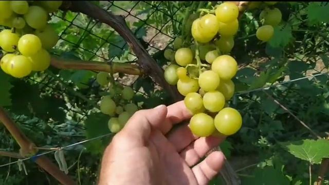 Виноград Прима Украины наш любимчик смотреть онлайн