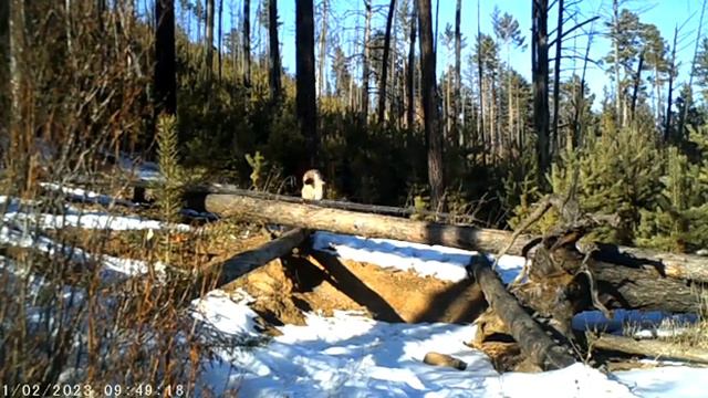 [Чита в курсе] 🤩Взрослая рысь попала в объектив фотоловушки в Забайкалье🐈 смотреть онлайн