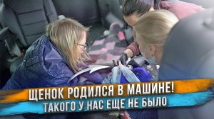 Щенок родился в машине!  ? Не успели доехать до ветеринарной клиники. Собака резко начала рожать.