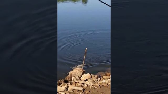 рыбалка на реке вятка.клевал хороший лещ весом 1.835 смотреть онлайн