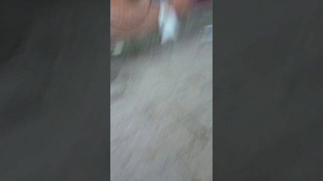 Китайская техника может???? #125 #rockot #basic #pitbaike #пушка смотреть онлайн