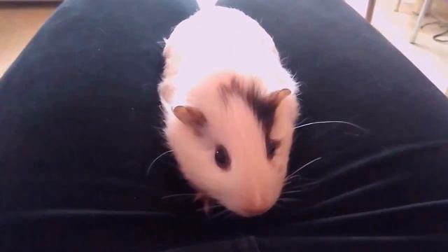 Морская свинка Маруся Мой новый питомец