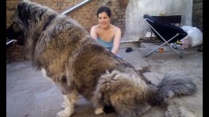 Кавказская овчарка. Удивительная порода. Любопытные факты.