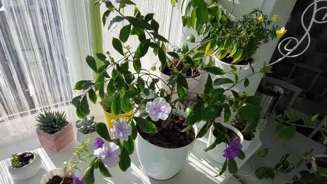 НЕ МОЖЕТ БЫТЬ!!! РАСЦВЕЛА БРУНФЕЛЬСИЯ смотреть онлайн