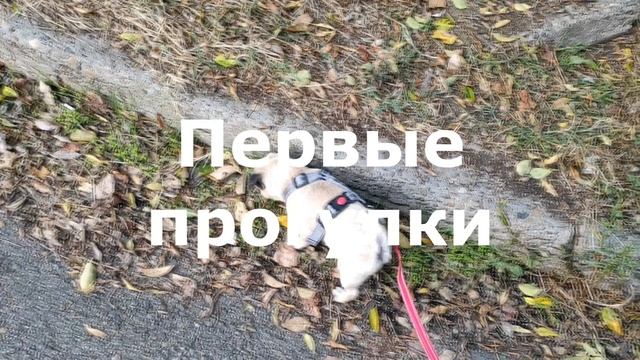 Мопс Беляш. Сражается с пылесосом. Впервые гуляет. Достаёт пуделя. Примеряет костюмчики. смотреть онлайн