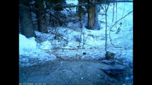 Клесты - еловики