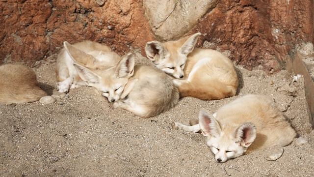 Algeria national animal смотреть онлайн