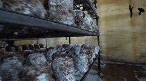 Как выращивают Шиитаке и Эринги. Путешествие на грибную ферму