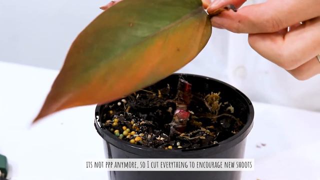 Philodendron Pink Princess Moss And Water Propagation _ Propagate Philodendron Erubescens