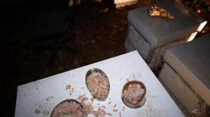 Пчеловодство Как ЗА 1 ДЕНЬ Избавиться от Шершней и Ос на Пасеке