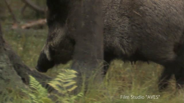 Кабаны - очаровательные дикие поросята в Беловежской Пуще | Film Studio Aves смотреть онлайн