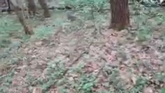 Весенняя прогулка по лесу. Тихая охота на грибы. смотреть онлайн