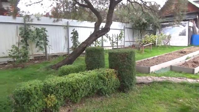 Дача Продолжаем стрижку хвойных и Ко. Туя, как тебе фасончик??? Планы✨ смотреть онлайн