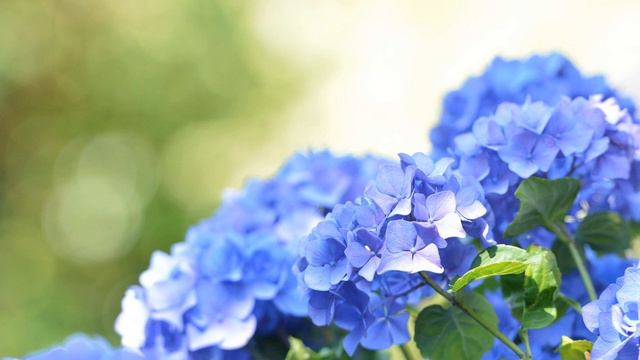 Original Piano Composition【Hydrangea in the Rainy Season～紫陽花の頃に～】オリジナル、ピアノソロ смотреть онлайн