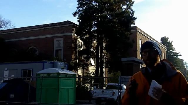 Moss false cypress (Chamaecyparis pisifera 'Squarrosa') - Plant Identification смотреть онлайн