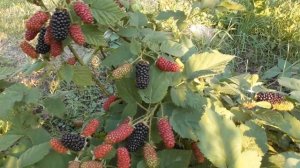 Ежевика Карака Блэк (Karaka Black) - огромные и ранние ягоды