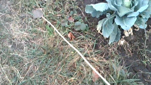 Ребенок на даче. Изучаем фрукты и овощи. Child in the country. смотреть онлайн