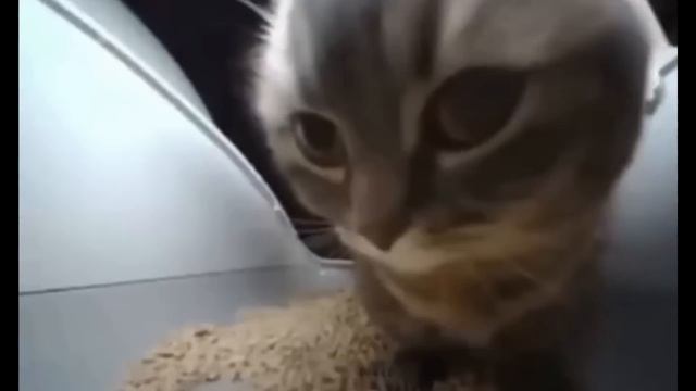 CHIPI CHIPI Cat 1 hour смотреть онлайн