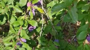 Слива в Сибири. Сорта. Краткие характеристики. Архив 2020-2021