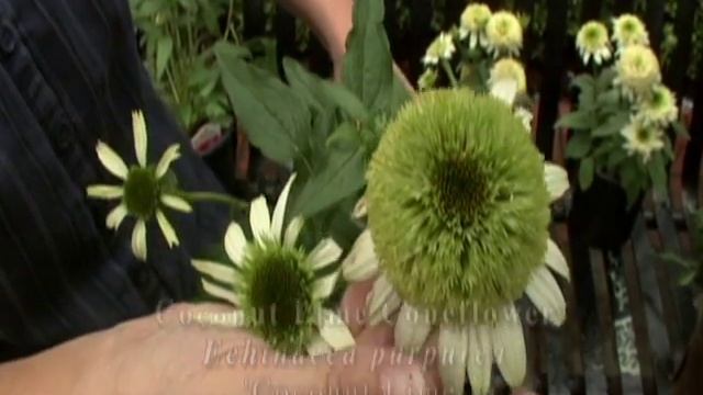 New Echinacea Varieties смотреть онлайн