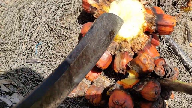 Eating Exploding Planet Fruit (Pandanus tectorius) Keys, Seeds, Buds and tasty Placenta смотреть онлайн