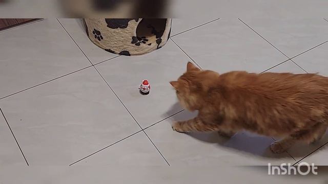 4 января 2023 г.Одесса ! Поздравление Персика .С Новым годом !🐕 смотреть онлайн