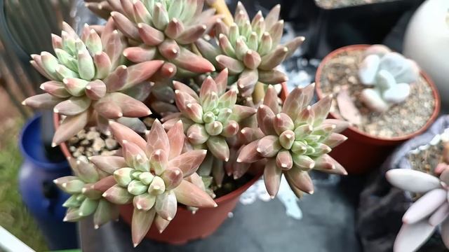 12 pachyphytum en mi colección #pachyphytum #suculentas смотреть онлайн